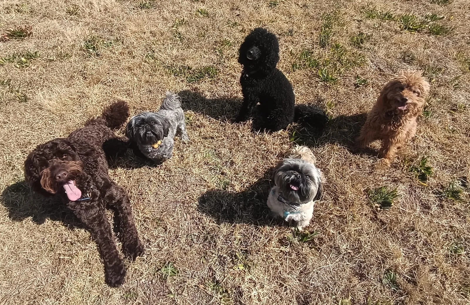 Dogs together
